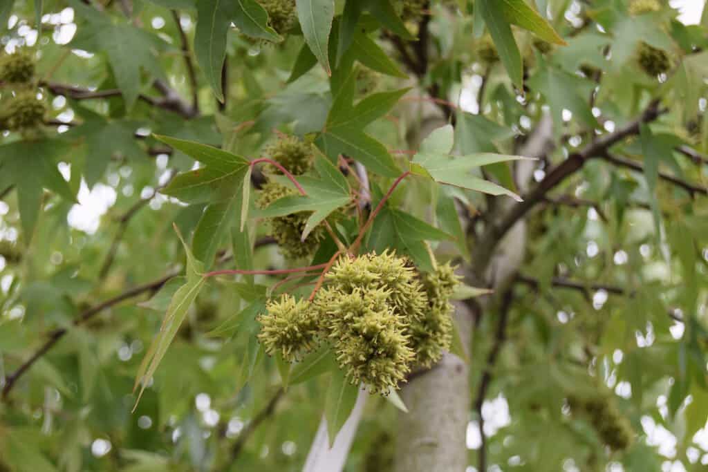 Liquidambar styraciflua 'Worplesdon' 12-14 HS